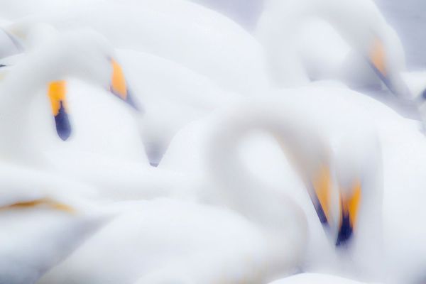 Goff, Ellen 아티스트의 Japan-Hokkaido A group of whooper swans feed together in slow motion작품입니다.